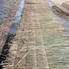 Decoración de Cabaña de Paja Seca para Alojamiento Rural, Aislamiento y Protección Solar para Techos de Invernadero, Destino Turístico Popular para Resorts de Montaña y Granjas