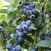 Rey de Arándanos de Alta MontañaArándanos Frescos de Yunnan de Temporada L25 Fragancia Floral Fruta Fresca, Arándanos de Alta Calidad Adecuados para Mujeres Embarazadas 9