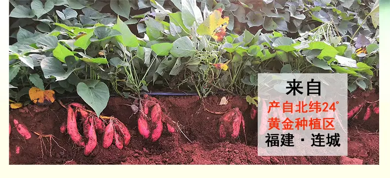 小小薯详情_02