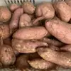 Batatas Dulces Frescas de Variedad AntiguaBatatas Dulces Amarillas Sin Fibra Cultivadas en Casa Recién Desenterradas 2.5kg / 4.5kg