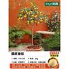 Dropshipping: pequeño árbol de lima, pequeño árbol de kumquat, pequeño árbol de limón naranja verde de Hainan, árbol frutal en maceta para balcón, plántulas frutales