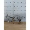 Tocones de Árbol Muerto Ramas Modelo Microscópico Escena Fabricación Suministros para Mascotas Base de Figura Embellecimiento de Fondo Decoración Obstáculo
