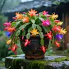 Planta en maceta de orquídea garra de cangrejo multicolor con capullos, tallo maduro exquisito de doble pétalo, una planta verde en floración que florece todo el año y es fácil de cuidar en interiores