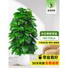 Planta en Maceta de Rábano Verde de Hoja Grande Columna Absorbe Formaldehído, Planta Verde Grande en Interiores para Atraer Riqueza y Prosperidad, Rábano Verde de Oficina, Sala de Estar Es Fácil de Mantener