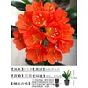 Orquídea Mariposa Monje Clivia Auténtica en Maceta Redonda con Capullos en la Sala de Estar y la Oficina Plántulas de Orquídea Florecen en Todas las Estaciones