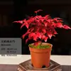 Nandina Chama em Vaso Folhagem Pequeno Bonsai Fácil de Manter e Vivo Resistente ao Frio Plantas Verdes Estudo Mesa de Chá Zen Micro Paisagem