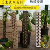 Pilares de Musgo, Plantas Trepadoras Monstera para Paredes, Columnas Fijas para Trepar para Plantas de Clima Cálido, Nuevo Tipo de Pilares de Mesa de Agua