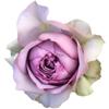 Kono Caixa de Joias/Névoa Azul Broto de Rosa de Salão Arbusto Flores de Jardim de Pátio Fragrantes Multissazonal