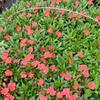 Flor de Alegría Sangbeis Impatiens Flor de Zhongshan Base del Reino de las Flores Impatiens Importada al por Mayor Impatiens de Nueva Guinea