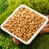 Cevada Vermelha, Cevada Vermelha Cultivada em Fazenda, Sementes de Coix Vermelhas, Cevada com Farelo Integral, Cereais de Cinco Grãos, Atacado e Varejo de Peça Única