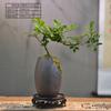Folleto Ramas Flotantes Nueve Liliang Maceta Bonsái Chino Plantas de Interior Oficina Estudio Perenne Todas las Estaciones Adornos Decorativos