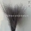 Vida eterna grama rosa e preta flores secas suprimentos para decoração de casamento materiais de flor diy materiais de flor eterna transfronteiriços fabricantes de Yunnan