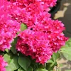 Planta de Bougainvillea florida com flores de pétalas duplas em vaso, trepadeira de pátio, muda de tronco velho, floresce em todas as estações, cereja verde, atacado direto da fábrica