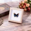 Especimen de Mariposa Real Pintura Decorativa Colgante Adorno de Insecto con Ojos Azules, Marco de Madera Maciza, Regalo para Mejor Amigo, Recuerdo Único