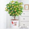 Una Pieza de Dropshipping Plántulas de Osmanthus de Cuatro Estaciones, Florales Resistentes al Frío, Plantas en Maceta de Osmanthus Dorado para Balcón, Montones Viejos de Patio, Período de Floración de Aroma Fuerte