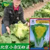 Sementes de Couve Amarela Xiaozha 56 de Pequim Horta de Fazenda Folhas Sementes de Couve Amarela Macia Atacado