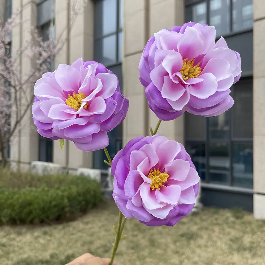 3头花蕊月季-浅紫红.JPG