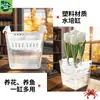 Vaso de Vidrio para Tulipán Hidropónico Maceta para Flor de Bulbo Cultivada en Agua Lirio con Cesta de Plantación Maceta Cuadrada Transparente