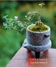 Bonsái de nieve de junio tigen de borde dorado acantilado miniatura floración árbol pequeño en maceta modelado de pila escritorio de oficina interior