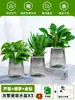 Ciudad sin Noche Planta de Aloe Vera en Maceta Planta Verde Purificadora de Aire de Interior Suculenta para Escritorio de Oficina Flor de Cuatro Estaciones Cactus Plántula de Aloe Vera