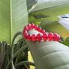 Pulseira de Ágata 10mm Contas Redondas Pulseira Finalizada Joias DIY Direto do Fabricante Estilo Chinês Ágata Vermelha Contas Budistas