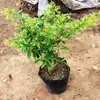 Muda de Árvore de Tuberosa em Vaso Jiulixiang Tuberosa Planta Verde Flores Plantas Repelente de Mosquitos Interno Planta com Sementes Floresce no Mesmo Ano