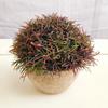 Mini planta de cactus en maceta de estilo nórdico, carnosa, pequeña, de simulación, verde, decorativa, de escritorio