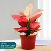 Bonsai de Flor Vermelha de Quatro Estações, Planta Pote Vermelha Auspiciosa, Planta Verde de Interior, Flor em Vaso para Mesa, Muda Hidropônica de Folha Grande