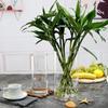 Vaso de vidro transparente extra grande ornamentos sala de estar arranjo de flores estilo nórdico reto cilíndrico alto rico bambu doméstico tamanho grande