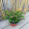 Planta de Gypsophila en Maceta con un Solo Tallo y Capullos de Flor, Fácil de Cuidar en el Balcón o en el Jardín, Adecuada para Proyectos de Paisajismo, Uso en Interiores, Florece Todo el Año, Planta de Escritorio