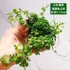 Grama em Rede, Plátano de Folhas Pequenas, Samambaias, Micro-Paisagismo, Tanque Água-Terra, Garrafa de Musgo Hidropônico, Plantas Verdes Decorativas, Cultivo em Solo DIY