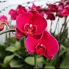Las plántulas de Phalaenopsis son fáciles de cultivar en todas las estaciones. Plantas Verdes y Flores en Maceta para Balcón de Oficina en Interiores Fáciles de Cultivar