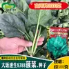 Semillas de Espinaca de Crecimiento Rápido Osaka 8388 Huerto Familiar Híbrido Maduración Media Hoja Redonda Carne Verde Oscura Espinaca Gruesa Semillas de Verdura