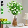 Jasmim Hidropônico Planta em Vaso Flores de Corte Fresco Base Yunnan Envio Direto Arranjo de Flores para Casa Planta Verde de Interior Floresce Quatro Estações