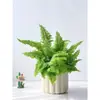 Helecho de Encaje en Maceta Helecho Riñón Malvavisco Helecho Marissa Hoja de Pluma Decoración Divertida Colgante Planta Popular Fácil de Criar