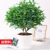 Madera Fragante Auténtica en Maceta Repelente de Mosquitos Florales de Interior y Plantas Verdes Absorben Formaldehído y Purifican el Aire Planta Refrescante Madera de Pimienta