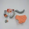 Suministro de Modelos Gastrointestinales Desmontables, Modelos del Sistema Digestivo Humano, Intestinos Gruesos, Ciegos, Estructura de Visceras Humanas
