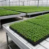 Instalaciones Hortícolas Cama de Plántulas de Marea Maceta Cama de Cultivo de Plántulas de Marea Invernadero Cama de Plántulas de Siembra de Marea Panel ABS