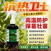 Inoculante Microbiano Guardião Resistente ao Calor Anti-Seca Anti-Queimadura Solar Anti-Alta Temperatura Proteção de Safra de Temporada Promove o Crescimento Fertilizante Foliar