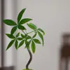 Árvore da Fortuna Pequena em Vaso Florais Nativos Forma Interessante Árvore da Fortuna Sala de Estar Mesa Plantas Verdes Interior Fortuna Escritório