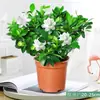 Las Plantas de Gardenia en Maceta Florecen Bien en Muchas Estaciones, Fáciles de Mantener, Plantas de Jazmín con Flores, Plantas Verdes Hidropónicas de Interior, Plantas Fragantes