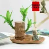 Madera Brasileña Planta Hidropónica Madera de la Suerte Interior Con Brotes Floreciendo Cuatro Estaciones Fácil de Cuidar Persona Perezosa Planta en Maceta de Escritorio Planta Pequeña Verde