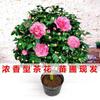 Drop Shipping com entrega de flores Xiangfei Camellia em vasos Mudas de camélia com aroma forte Plantas de flores para jardim interno