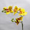 Phalaenopsis 2 horquillas cinta Phalaenopsis 3D fibra danza orquídea decoración del hogar arte arreglo floral película tacto generación exterior orquídea