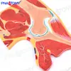 Ressonância Magnética Humana Quadril Esqueleto Músculo Seção Estrutura Modelo Anatômico Médico Ortopédico Dor Ciência Ensino Espécime