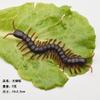 Modelo de inseto de simulação centopeia brinquedo de pegadinha de 1º de abril barata falsa escorpião lagartixa mosca pequena centopeia forte atacado