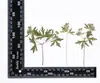 Flores Secas em Relevo, Espécimes Botânicos em Relevo para Ensino, Marcadores de Página Artesanais DIY, Colar Flores Secas, Capas de Celular, Aromaterapia com Cola