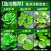 Plantas aquáticas lentilhas d'água, plantas de purificação tradicionais para aquário, esconderijo para tanque de tartaruga, jacinto d'água hidropônico, plantas aquáticas flutuantes para aquário