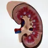 Modelo de Riñón con Demostración de Páncreas Instrumento Biológico Hospital Investigación Humana Escuela Materiales Didácticos para Estudiantes Personalización