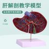 Vesícula biliar humana fígado vascular fígado órgãos internos modelo de anatomia cirurgia digestiva médica espécime médico de hepatologia